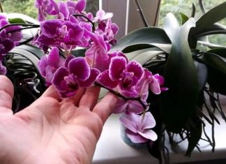 SIPAO SAM OVO NA KORIJENJE! Odjednom je orhideja procvjetala sa mnogo grana i pustila zdravo korijenje.