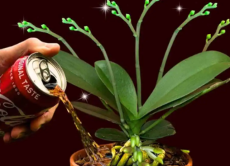 Gotovo niko ne zna 0vaj trik sa Coca Colom: Sipajte je na svoje 0rhideje i procvjetaće kao NIKAD!