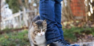 Što vam vaša mačka pokušava reći kada vam se trlja uz noge?Obratite pažnju pokušava nešto važno da vam kaže!!!!