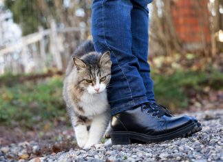 Što vam vaša mačka pokušava reći kada vam se trlja uz noge?Obratite pažnju pokušava nešto važno da vam kaže!!!!