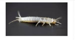 Buba, koja se često smatra bezopasnom kada se uoči u kući, krije surovu stvarnost