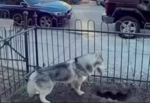 PAS DANIMA KOPAO NA ISTOM MJESTU, VLASNICA POSUMNJALA DA NE NEŠTO DEBELO NE VALJA: Kada je vidjela o čemu se radi, sledila se VIDEO