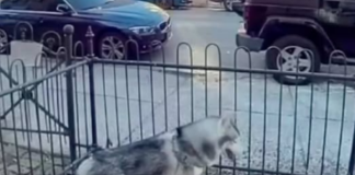 PAS DANIMA KOPAO NA ISTOM MJESTU, VLASNICA POSUMNJALA DA NE NEŠTO DEBELO NE VALJA: Kada je vidjela o čemu se radi, sledila se VIDEO