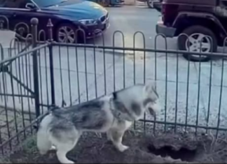 PAS DANIMA KOPAO NA ISTOM MJESTU, VLASNICA POSUMNJALA DA NE NEŠTO DEBELO NE VALJA: Kada je vidjela o čemu se radi, sledila se VIDEO