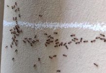 Nećete verovati: Mravi od pamtiveka nagoveštavaju događaje, evo kada slute zlo i nesreću u kući