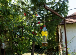 Poslije sat vremena više nećete vidjeti muhiu, ni komarca u blizini: SMUĆKAJTE IM POSLJEDNJU VEČERU