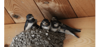 AKO IMATE GNIJEZDO LASTAVICA, nipošto ga ne dirajte: Evo šta ono znači prema narodnom vjerovanju