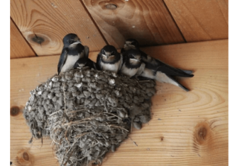 AKO IMATE GNIJEZDO LASTAVICA, nipošto ga ne dirajte: Evo šta ono znači prema narodnom vjerovanju