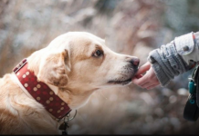 ZNATE LI ŠTA ZNAČI AKO VAM PAS LIŽE RUKU: Nije ljubav, evo šta želi da vam poruči