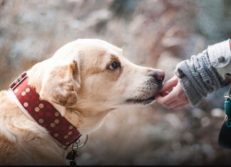 ZNATE LI ŠTA ZNAČI AKO VAM PAS LIŽE RUKU: Nije ljubav, evo šta želi da vam poruči