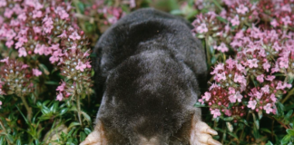 TRI načina kako da oterate KRTICE IZ BAŠTE ZAUVEK! Ova biljka bukvalno čudo pravi