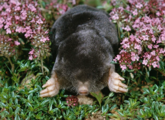 TRI načina kako da oterate KRTICE IZ BAŠTE ZAUVEK! Ova biljka bukvalno čudo pravi