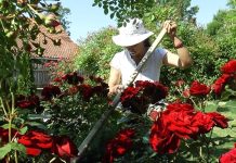 Veruje se da ova biljka donosi smrt: Nikada je ne sadite, a ako je dobijete na poklon – odmah je bacite iz kuće!