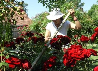 Veruje se da ova biljka donosi smrt: Nikada je ne sadite, a ako je dobijete na poklon – odmah je bacite iz kuće!