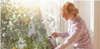 5 biljaka za koje od pamtiveka svi govore da su NAJBOLJE ZA KUĆU: Privlače NOVAC, teraju ZLO i pročišćuju vazduh