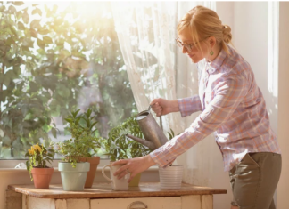 5 biljaka za koje od pamtiveka svi govore da su NAJBOLJE ZA KUĆU: Privlače NOVAC, teraju ZLO i pročišćuju vazduh