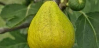 OVO treba uraditi tokom avgusta da bi dobili vrlo krupne plodove smokava