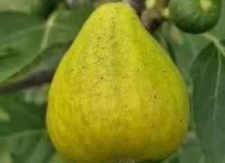 OVO treba uraditi tokom avgusta da bi dobili vrlo krupne plodove smokava