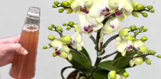 1 DOZA JE DOVOLJNA! Orhideja će odmah pustiti novo korijenje i cvjetati cijelu godinu!