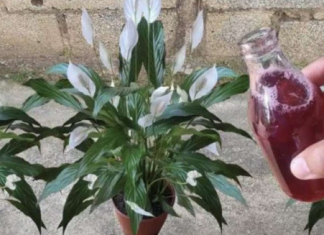 Samo ga sipajte u saksiju i cvijet cvjeta skoro NON-STOP: Nema bolesti, imamo 5 puta više lijepih listova i cvjetova!