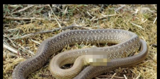 Šta znači sanjati zmiju: Evo kada je to dobar znak, a kada loš