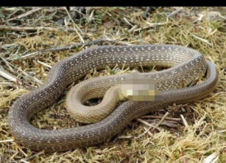 Šta znači sanjati zmiju: Evo kada je to dobar znak, a kada loš