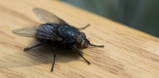 KO IMA OVU BILJKU U KUĆI, MUHE KOD NJEGA NE ULAZE: Ovo ljeto nećete vidjeti muhu u kući, samo trebate da zasadite ovu biljku, MUHE JE NE PODNOSE