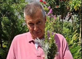 Evo kako da razmnožite lavandu, ruzmarin i smilje iz reznice: Najpoznatiji srpski baštovan Dejan otkriva trikove