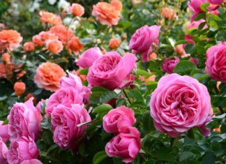 Ruže i paradajz će OSTATI ZDRAVI ako ih u avgustu zalijete OVIM PRIRODNIM SASTOJKOM: Štiti od bolesti, podstiče rast i bustuje energiju