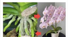 URADITE TO KRAJEM LJETA: 1 supena kašika i procvjetaće i najslabija orhideja koja nikada nije cvjetala!