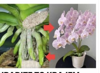 URADITE TO KRAJEM LJETA: 1 supena kašika i procvjetaće i najslabija orhideja koja nikada nije cvjetala!