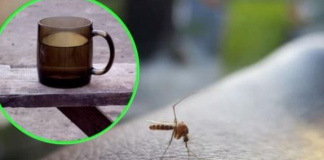 Napunite čašu njome i stavite je na prozorsku dasku: Ovako se Italijani bore protiv komaraca – TO JE DOKAZANO GODINAMA