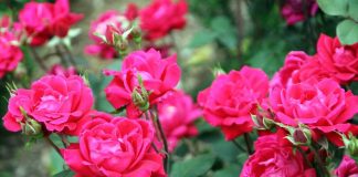 Jedan korak učiniće da cvetaju još lepše! Evo šta treba da uradite do kraja leta ako želite da vam ruže bujaju kao lude