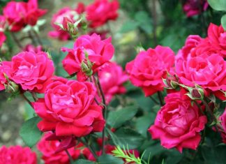 Jedan korak učiniće da cvetaju još lepše! Evo šta treba da uradite do kraja leta ako želite da vam ruže bujaju kao lude