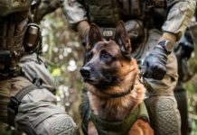 Ema se igrala s kredom ispred kuće kad je njenoj majci zazvonio telefon: Tad joj se gubi svaki trag dok nakon 13 godina pas nije otkrio ovo par metara dalje