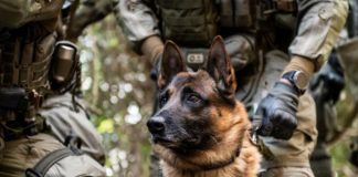 Ema se igrala s kredom ispred kuće kad je njenoj majci zazvonio telefon: Tad joj se gubi svaki trag dok nakon 13 godina pas nije otkrio ovo par metara dalje