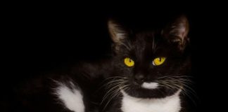 EVO ZAŠTO VAM MAČKA DONOSI PLIJEN PRED VRATA: Često ga baci vlasniku pred noge – to ima SAMO 3 značenja