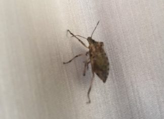 EVO KAKO SE RIJEŠITI SMRDIBUBA: Mnogi se žale da im ove leteće, zaudarajuće napasti OPSJEDAJU stan, SAMO OVO URADITE (VIDEO)