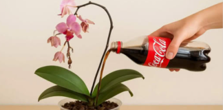 Obična COLA može spasiti čak i najsiromašniju orhideju: Sada ima 5 puta više cvjetova!