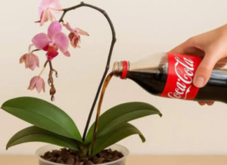 Obična COLA može spasiti čak i najsiromašniju orhideju: Sada ima 5 puta više cvjetova!