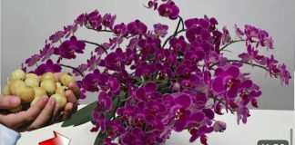 Stavite 1 komad ispod orhideje! Odjednom će se pojaviti 100 grana i cvjetati tokom CIJELE GODINE