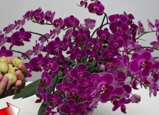 Stavite 1 komad ispod orhideje! Odjednom će se pojaviti 100 grana i cvjetati tokom CIJELE GODINE