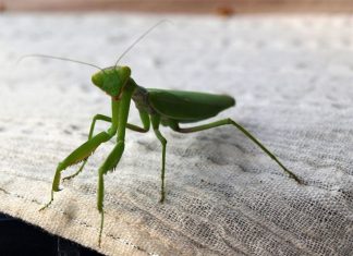 Ako vam ovaj insekt uđe u stan budite srećni: Kažu da s razlogom bira kuću, a poruka koju nosi je predivna