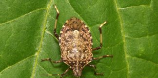 Počela velika invazija smrdibuba: 3 proverena načina da ih oterate jednom zasvagda – rešava stvar u sekundi