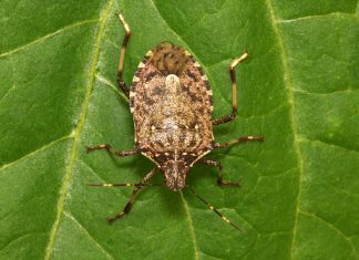 Počela velika invazija smrdibuba: 3 proverena načina da ih oterate jednom zasvagda – rešava stvar u sekundi