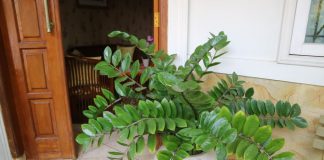 Zamija se ne stavlja bilo gde: Veruje se da samo jedno mesto u domu privlači novac i sreću