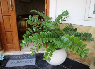 Zamija se ne stavlja bilo gde: Veruje se da samo jedno mesto u domu privlači novac i sreću