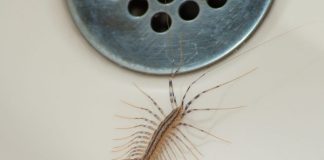 VEĆ SU SVUDA! AKO VIDITE OVU BUBU NA ZIDU, NI SLUČAJNO JE NE UBIJAJTE: Jezive su, ali ukazuju na jedan veliki problem koji imate u kući