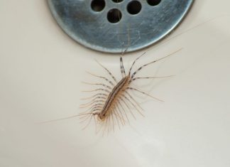 VEĆ SU SVUDA! AKO VIDITE OVU BUBU NA ZIDU, NI SLUČAJNO JE NE UBIJAJTE: Jezive su, ali ukazuju na jedan veliki problem koji imate u kući