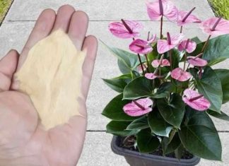 Najpreporučljivije đubrivo za sobne biljke od strane BAŠTOVARA: Imate ga u kuhinji kod kuće i posle njega sve živo cvjeta!